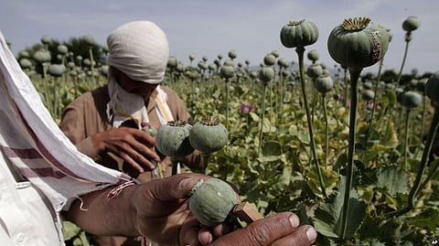 Afghan Opium Poppy Cultivation Increases as Eradication Collapses, says UN Report