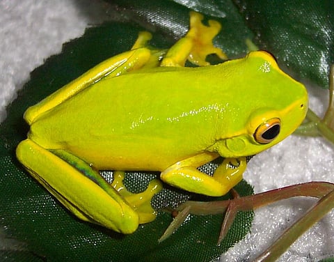 New frog species that closely resembles Graceful Tree Frog discovered in Queensland, Australia