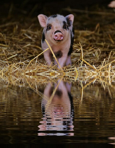 Born with physical disability, this Mini Pig “Miracle” in Colorado, USA walks on two Legs