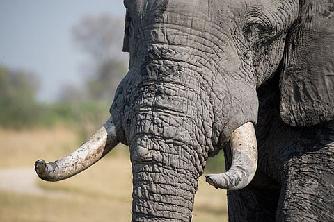 Nairobi National Park: Thousands of elephants have been killed in recent years for their ivory