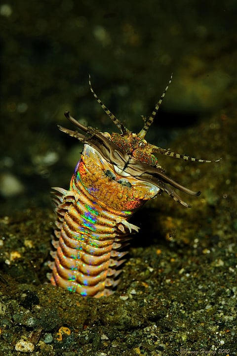 Some Fishes act like mob to defend themselves from Scary Ocean creature Bobbit Worms: Study