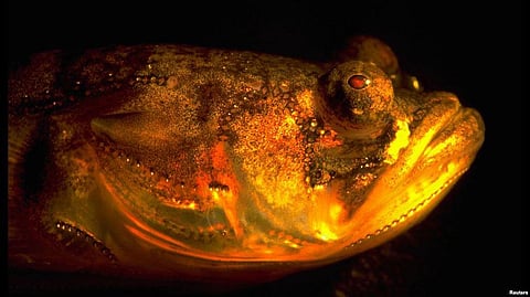 Astro-numerological ways to find your Soulmate: Expert Gauravv Mittal