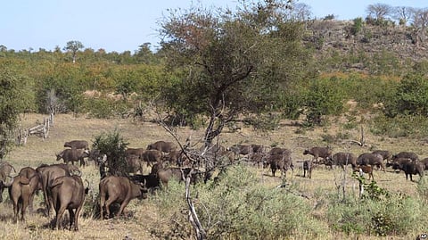 South Africa in “Severe” Drought: To relieve impact Rangers kill 350 Hippos, Buffalos in Wildlife Park