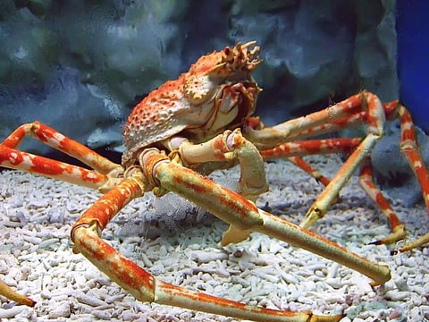 New Freshwater crab species discovered in Chinese Fish market by Researchers