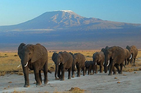 Thirty percent African elephants wiped out in 7 years between 2007 and 2014