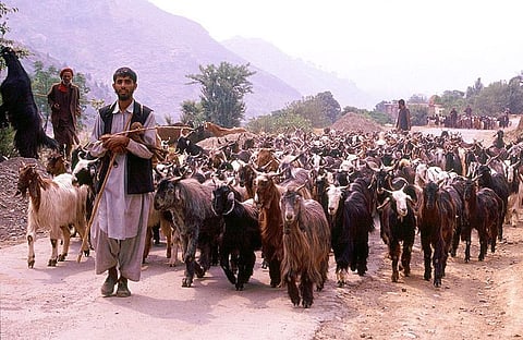 Gujjars: Know about the History of India’s Religiously inclined Tribal Community!