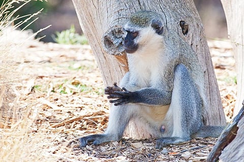 Monkey survives fall but triggers Nationwide Blackout in Kenya