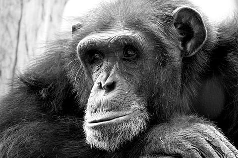 Unlocking The Cage: A film about man’s quest to achieve legal rights for animals