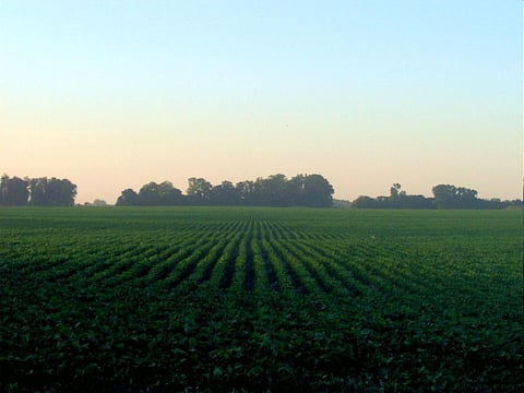 Harvard University Researchers introduce “Bionic Leaf” that  will turn Sunlight into Liquid Fuel