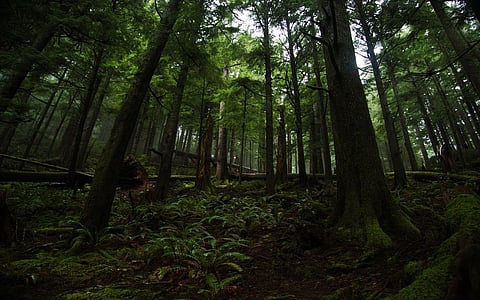 Hunt Continues for a 7-year-old boy left in the Japanese Forest as a punishment by Parents