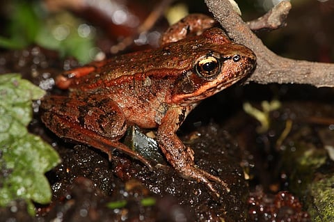 Using computer algorithm to catch the sound of endangered frogs