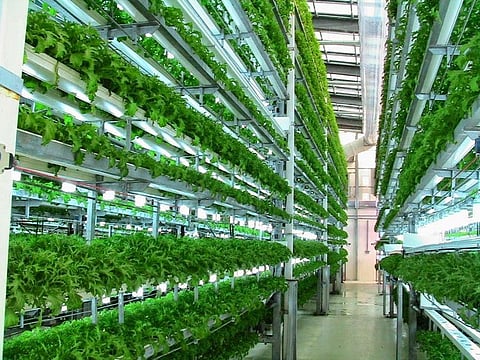 Vertical farming: A big leap towards sustainable farming