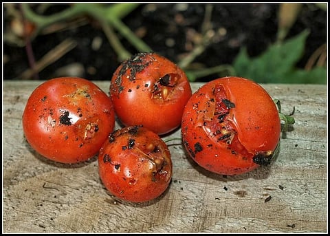 Indian-origin scientists reveal tomato waste can generate electricity