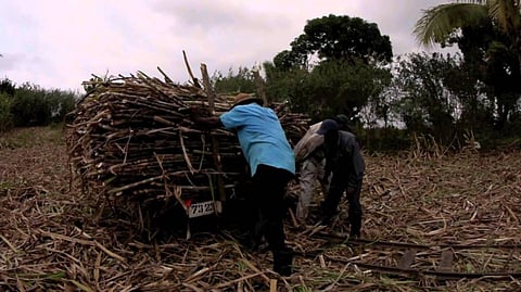 Fiji Sugar industry faces bleak future