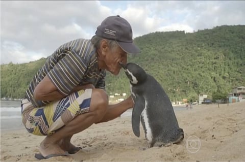 A Brazilian man is best friend of this Penguin, it travels 2000 miles every year to visit him (Video)