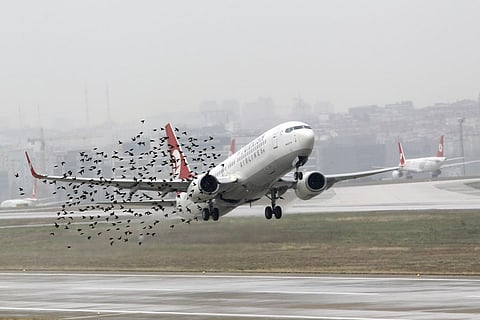 Indian scientist: Bird strike can be reduced