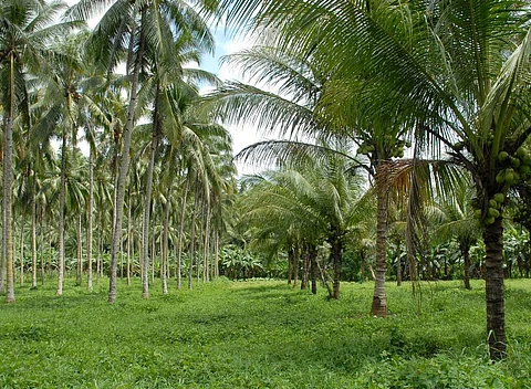 Goa govt’s de-recognising coconut palm slammed by parliament committee