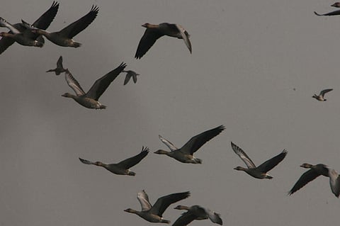 11 rare species of birds spotted in Jharkhand