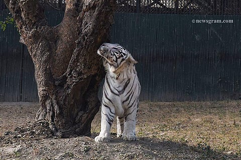 Big cat count in Odisha, Maoist causing inconvenience