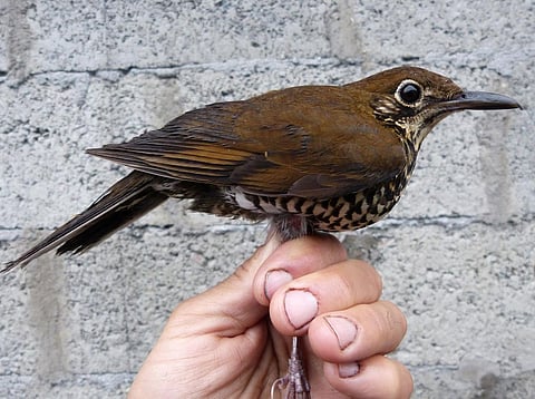 Singing bird species discovered in northeast