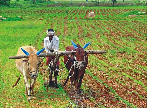 New crop insurance plan for farmers gets govt approval