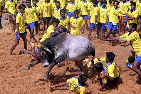 Jayalalitha requests center to bring ordinance to allow Jallikattu, after SC orders Stay