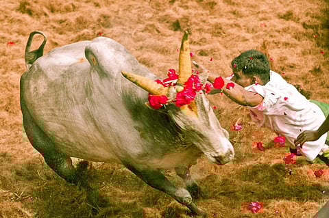 Jallikattu issue: ministry uplifts ban