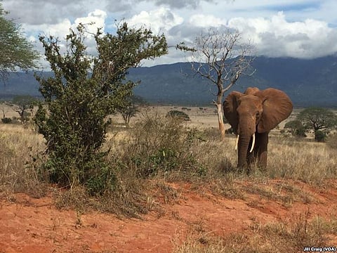 When Bees help Humans and Elephants survive in Kenya
