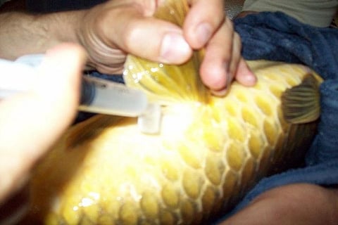 CCEA approves scheme worth Rs 3000 Cr for fisheries