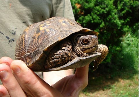Border Guard Bangladesh seizes 874 turtles smuggled from India