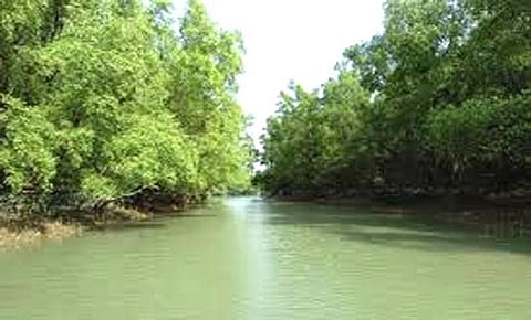 Abuse of Sundarbans uninhabited lands soon to be taken care of