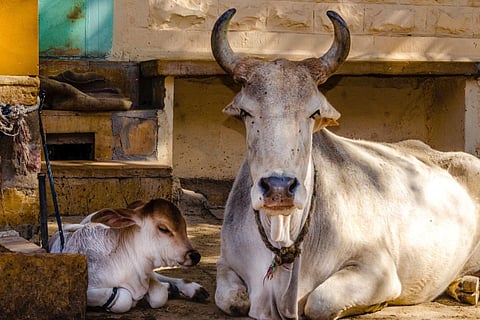 Defence expenditure affecting animal resources, says Minister