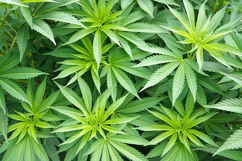 Uttarakhand: Cannabis cultivation legalized for industrial purposes
