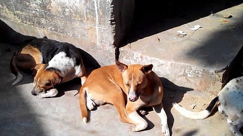 ‘Recycle waste, manage garbage to control street dog numbers’