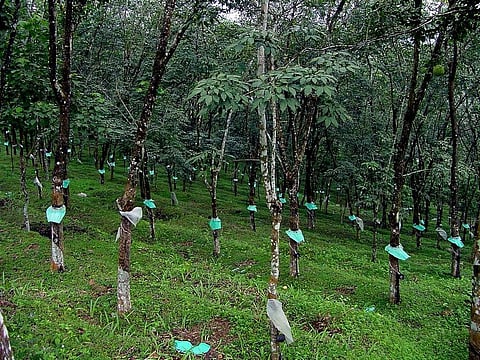 Kerala’s plantation sector headed for turmoil