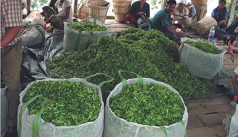 Small tea growers in north Bengal prepare to set up own processing units