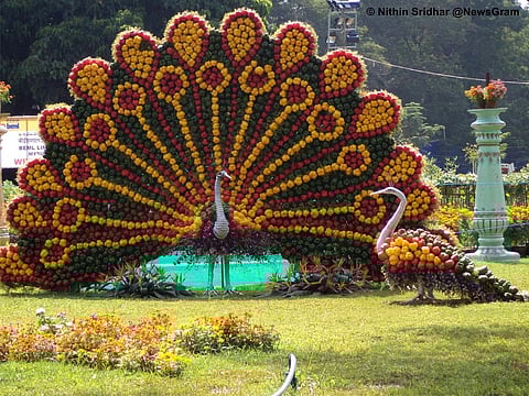 Beautiful show of flowers in Mysore