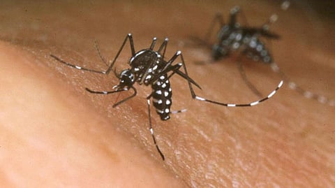 Delhi touches new record with 10,683 dengue cases reported till October 10