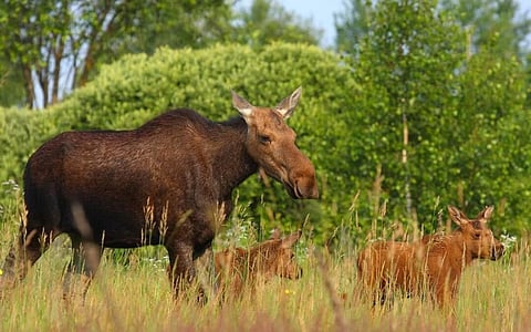 Human effects on wildlife worse than radiation: Chernobyl study
