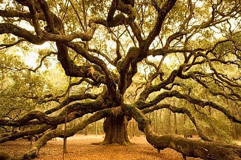 ID cards for trees in Bengal municipality