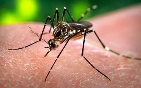 Delhi Govt: Dengue test fee at Rs 600