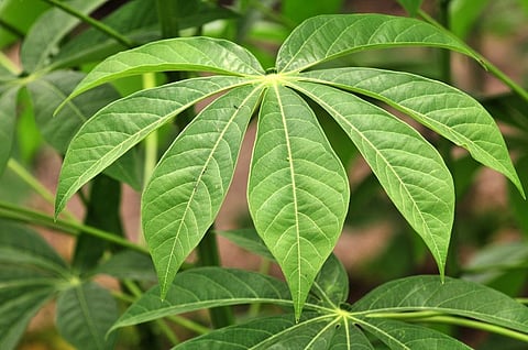 Kerala institute to launch biopesticide derived from Cassava leaves