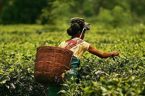 An insight into abjection and deplorability: tea plantation workers in N. Bengal