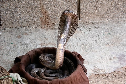 Inhumanity in the name of God: The heinous reality of Nagpanchami and the steps being taken