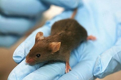 ‘Brainy’ mice may help treat brain disorders in humans
