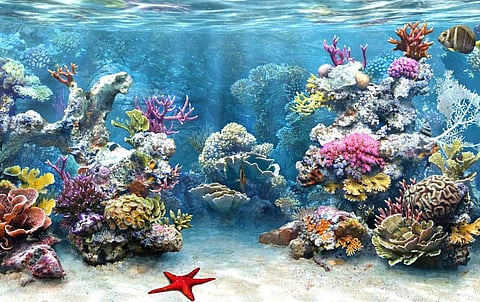Coral reefs likely to disappear from planet by mid-century