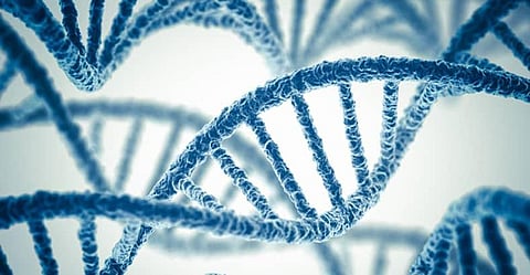 Blocking a gene may prevent heart diseases: Study