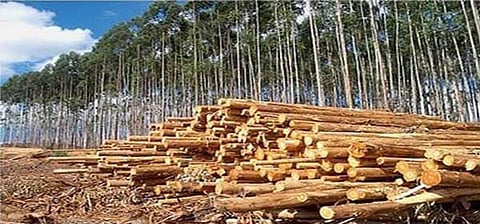 Odisha gearing up for massive pulpwood plantation drive