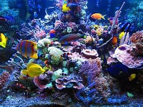Coral Reefs: Natural sources of cancer medicines