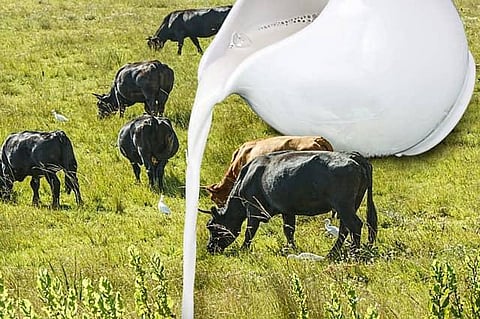 Detergent found in Mother Dairy’s milk sample in Agra